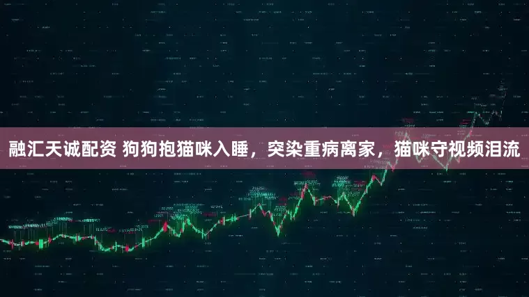 融汇天诚配资 狗狗抱猫咪入睡，突染重病离家，猫咪守视频泪流