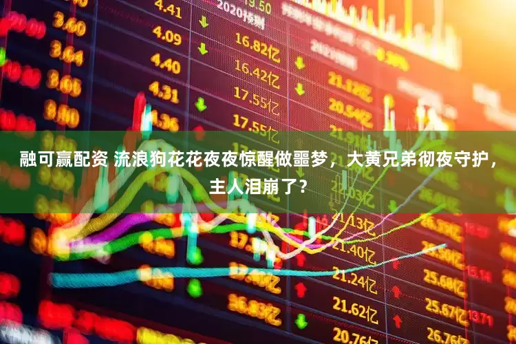 融可赢配资 流浪狗花花夜夜惊醒做噩梦，大黄兄弟彻夜守护，主人泪崩了？